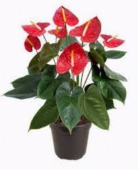 Foto de Planta Anthurium